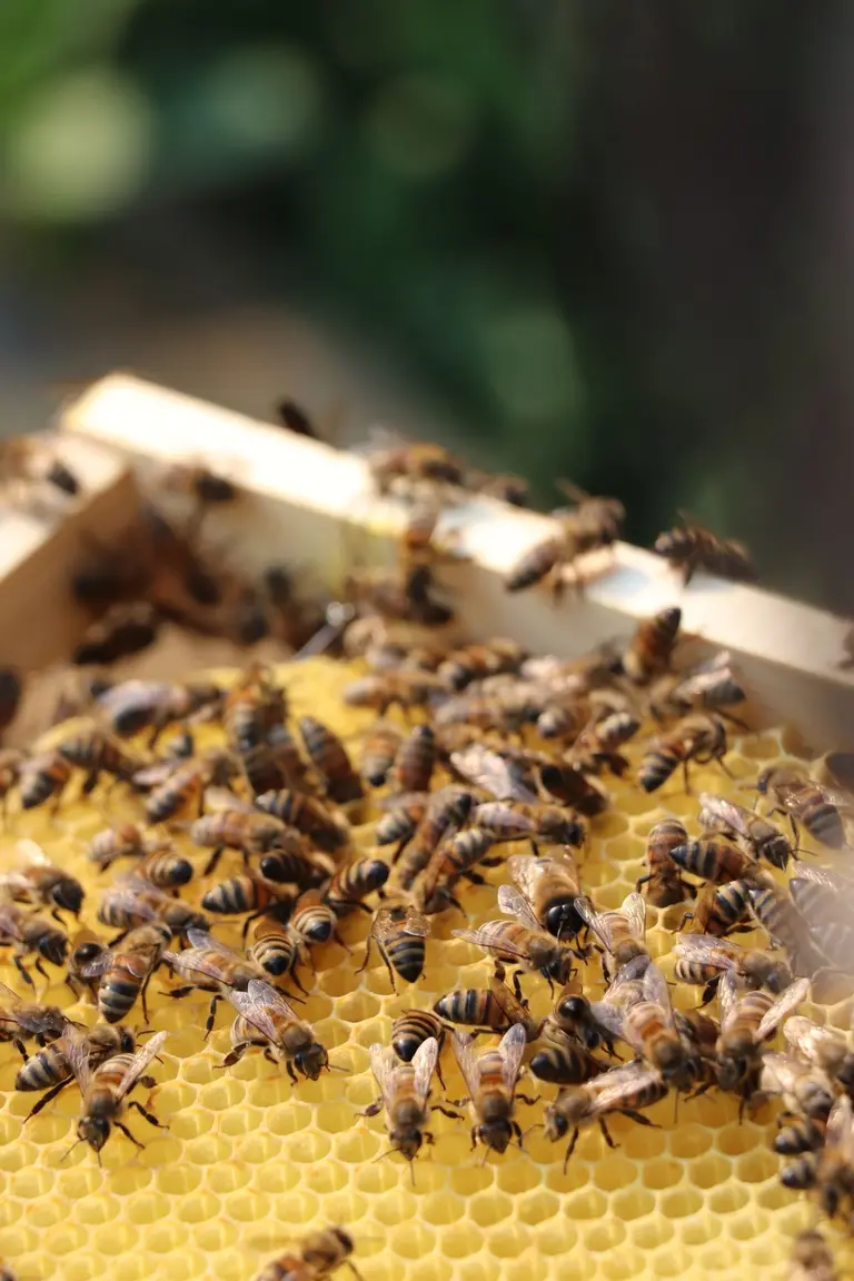 Bienen auf einer Wabe der Imkerei Herr Honig in Ingelheim