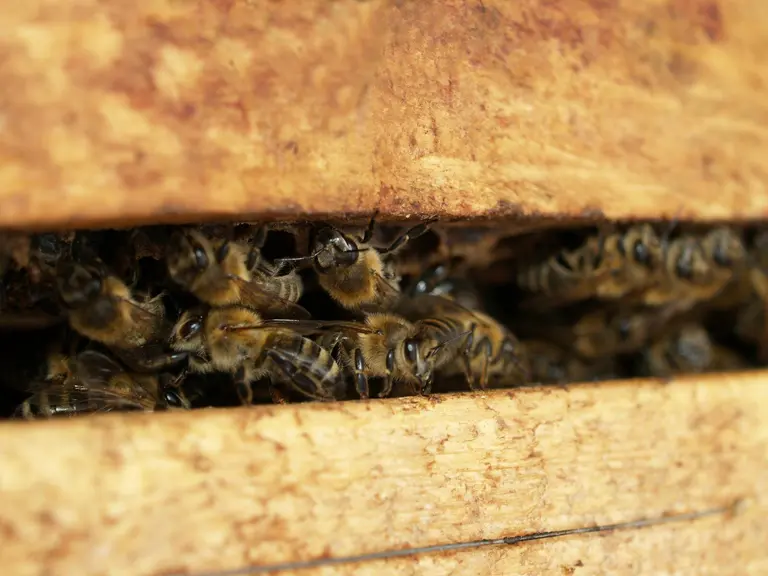 Bienen der Imkerei Herr Honig auf einer Wabe in Ingelheim am Rhein